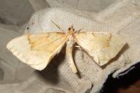 Gandaritis pyraliata