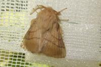 Malacosoma neustria