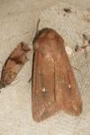 Mythimna albipuncta