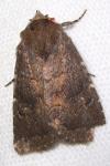 Rusina ferruginea