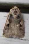 Xestia c-nigrum