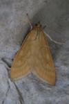 Sitochroa verticalis
