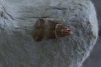 Acrobasis tumidana