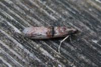 Nephopterix angustella