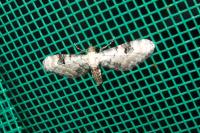 Eupithecia centaureata