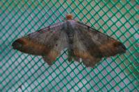 Macaria liturata