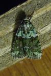 Cryphia algae