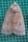 Noctua interjecta
