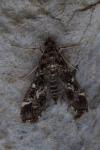 Diasemiopsis ramburialis
