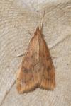 Udea ferrugalis