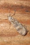 Nomophila noctuella