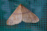 Phigaliohybernia aurantiaria