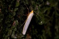 Eilema caniola