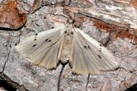 Pelosia muscerda