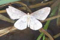 Phigaliohybernia marginaria