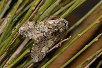 Biston strataria
