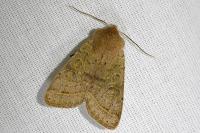 Orthosia cerasi