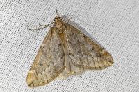 Alsophila aescularia