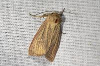 Mythimna pudorina