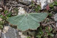 Thalera fimbrialis