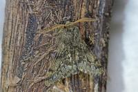 Apocheima hispidaria