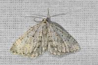 Colostygia multistrigaria