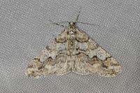 Agriopis leucophaearia