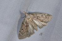 Aphomia sociella