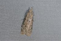 Aphomia sociella