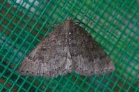 Aleucis distinctata