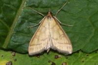 Mecyna flavalis