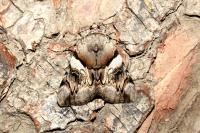 Catocala fulminea