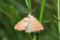 Polypogon tentacularia