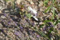 Hemaris fuciformis