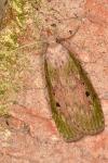 Aphomia sociella