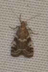 Assara terebrella