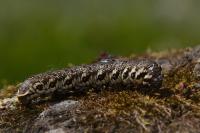Proserpinus proserpina