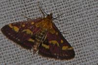 Pyrausta purpuralis