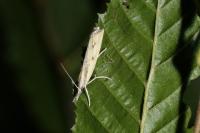 Agriphila inquinatella
