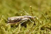 Catoptria verellus