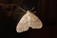 Operophtera brumata