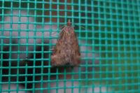 Pyrausta despicata