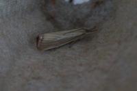 Agriphila straminella