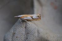 Catoptria pinella