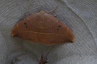 Watsonalla binaria