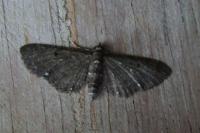 Eupithecia tripunctaria