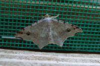 Macaria alternata