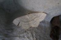 Idaea aversata