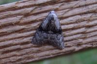 Meganola togatulalis