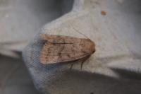 Hoplodrina octogenaria